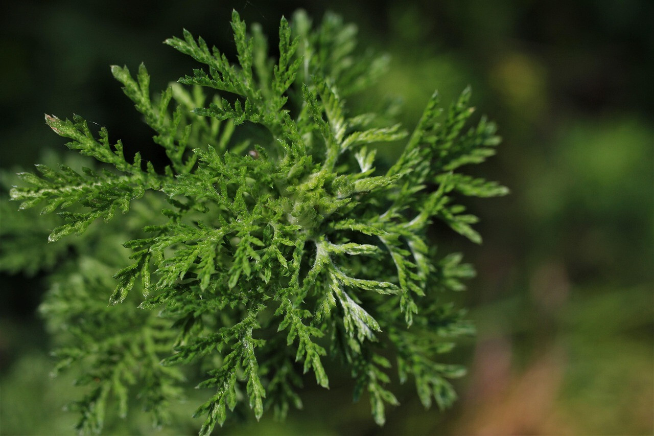 Artemisia annua