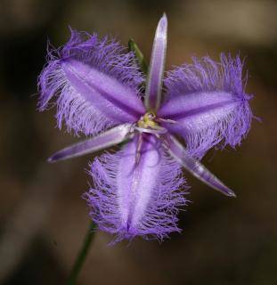 Regula Metzener, Beratungen, Bush Essenzen, Blütenessenzen aus aller Welt, Grey Spider Flower