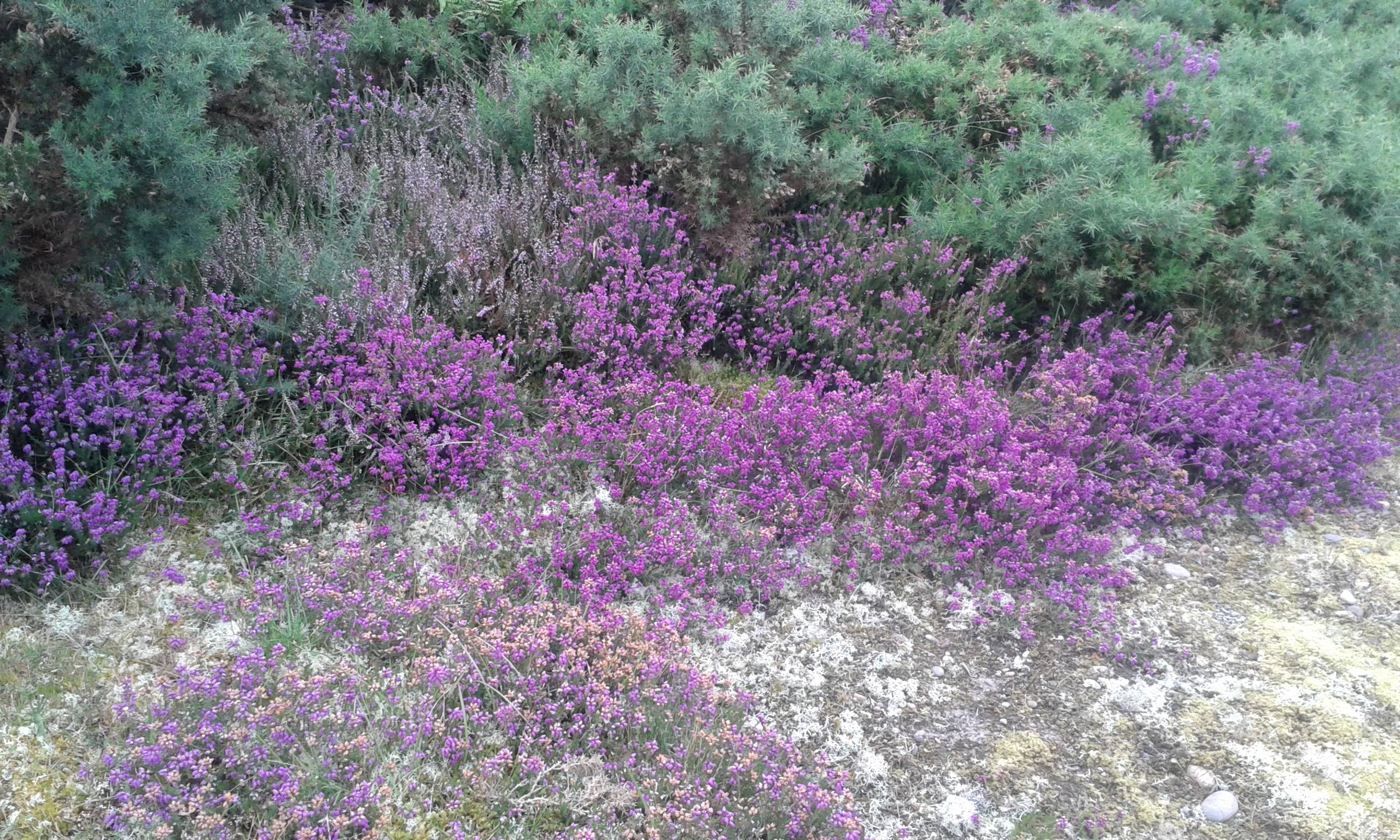 Regula Metzener, Beratungen, Englische Bachblüten, Blütenessenzen aus aller Welt, Findhorn Essenzen